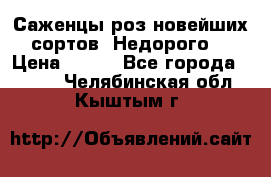 Саженцы роз новейших сортов. Недорого. › Цена ­ 350 - Все города  »    . Челябинская обл.,Кыштым г.